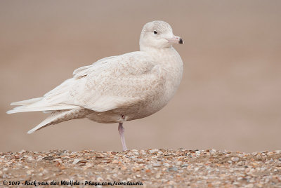 Glaucous GullLarus hyperboreus hyperboreus