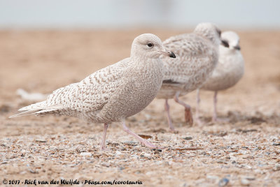 Iceland GullLarus glaucoides glaucoides