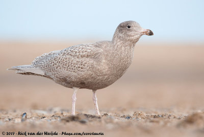 Glaucous GullLarus hyperboreus hyperboreus