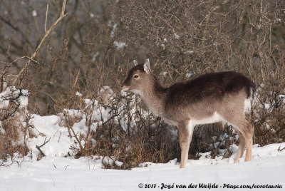 Fallow DeerDama dama