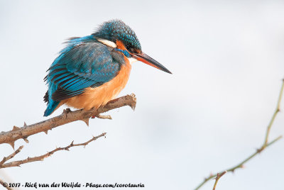 Common KingfisherAlcedo atthis ispida