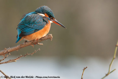 Common KingfisherAlcedo atthis ispida