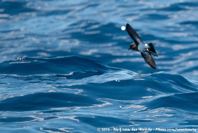 Black-Bellied Storm PetrelFregetta tropica tropica