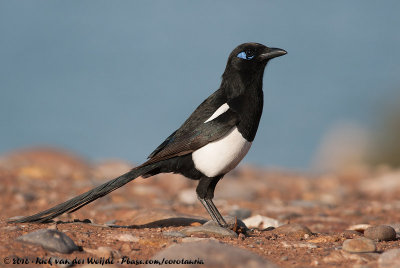 Maghreb Magpie  (Maghrebekster)