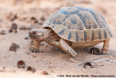 Mediterranean Spur-Tighed TortoiseTestudo graeca soussensis