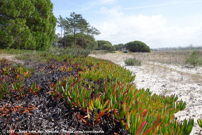 Xerophytes along the Santo Andre's shoreline