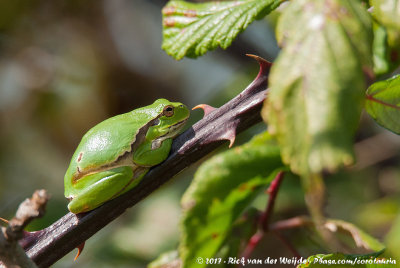 Iberian Tree Frog  (Iberische Boomkikker)