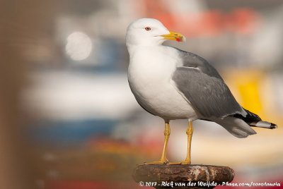 Yellow-Legged Gull<br><i>Larus michahellis michahellis</i>
