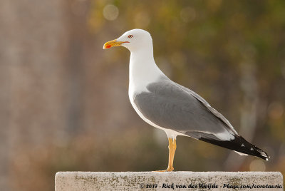 Yellow-Legged Gull  (Geelpootmeeuw)