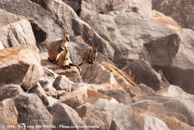 Brush-Tailed Rock WallabyPetrogale penicillata