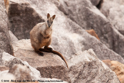 Brush-Tailed Rock Wallaby  (Kwaststaartrotskangoeroe)