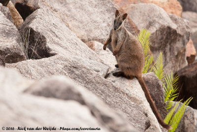Brush-Tailed Rock WallabyPetrogale penicillata