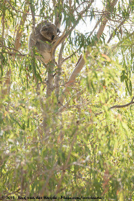 KoalaPhascolarctos cinereus adustus