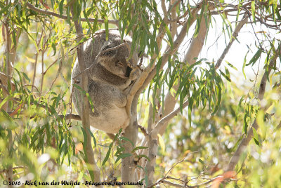 KoalaPhascolarctos cinereus adustus