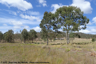 Open eucalyptus woodland