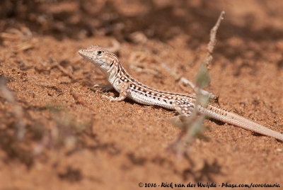 Reptiles and Amphibians of Morocco