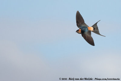 Red-Rumped Swallow  (Roodstuitzwaluw)