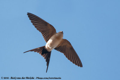 Red-Rumped SwallowCecropis daurica rufula