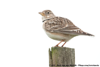 Calandra Lark  (Kalanderleeuwerik)