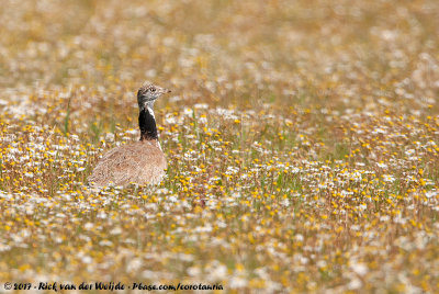 Little Bustard  (Kleine Trap)