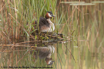 Great Crested GrebePodiceps cristatus cristatus