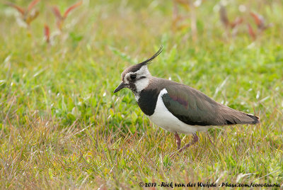 Northern LapwingVanellus vanellus