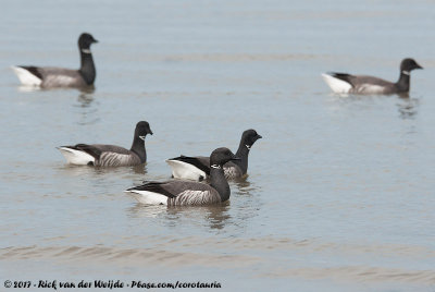 Dark-Bellied Brent GooseBranta bernicla bernicla