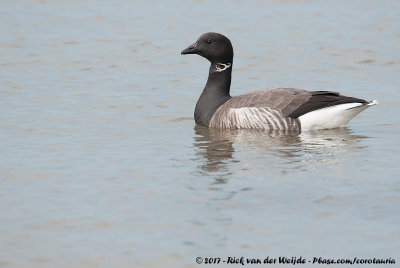 Dark-Bellied Brent GooseBranta bernicla bernicla