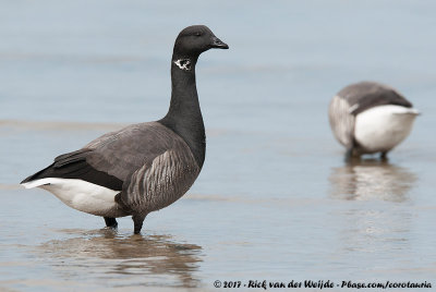 Dark-Bellied Brent GooseBranta bernicla bernicla