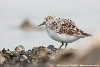 SanderlingCalidris alba alba