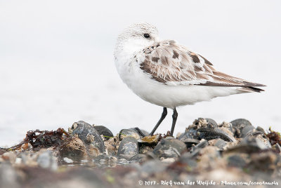 SanderlingCalidris alba alba