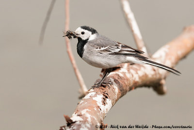 White WagtailMotacilla alba alba