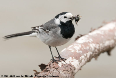 White WagtailMotacilla alba alba