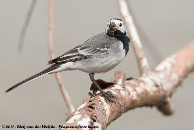 White WagtailMotacilla alba alba