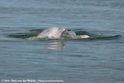Australian Humpback DolphinSousa sahulensis