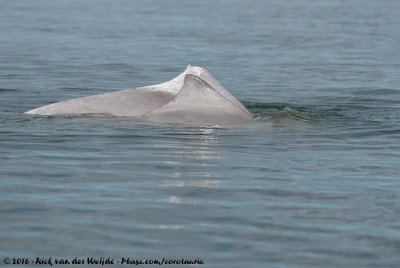 Australian Humpback DolphinSousa sahulensis
