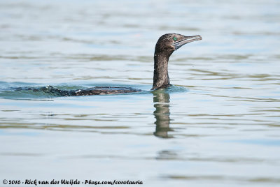 Little Black CormorantPhalacrocorax sulcirostris