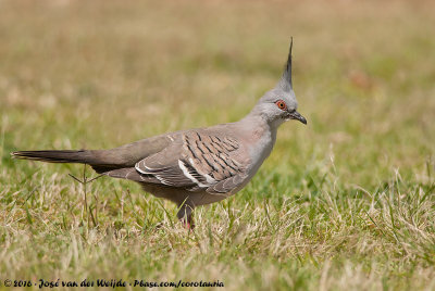 Crested PigeonOcyphaps lophotes lophotes