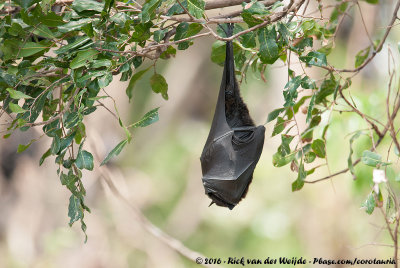 Black Flying FoxPteropus alecto gouldi