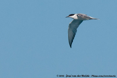 Common Tern<br><i>Sterna hirundo longipennis</i>