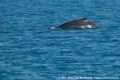 Humpback WhaleMegaptera novaeangliae