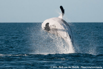 Humpback Whale  (Bultrug)