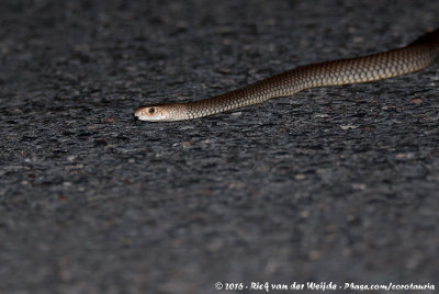 Eastern Brown Snake  (Australische Bruine Slang)