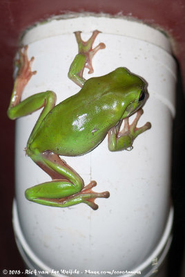 Australian Green Tree Frog<br><i>Litoria caerulea</i>