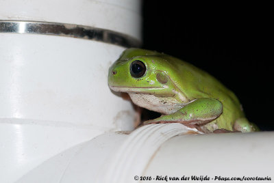 Australian Green Tree Frog<br><i>Litoria caerulea</i>