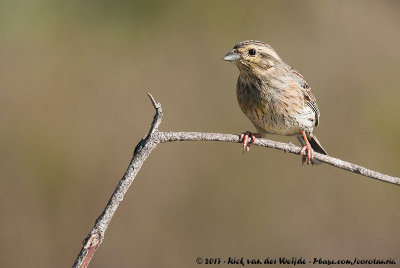 Cirl BuntingEmberiza cirlus