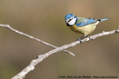 Eurasian Blue TitCyanistes caeruleus ogliastrae