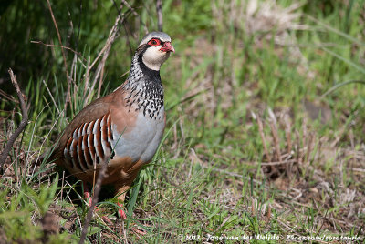 Red-Legged PartridgeAlectoris rufa hispanica