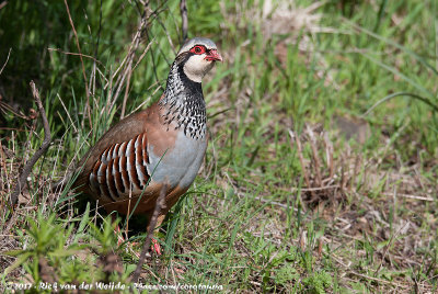 Red-Legged PartridgeAlectoris rufa hispanica