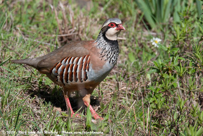 Red-Legged PartridgeAlectoris rufa hispanica